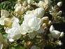 Excellenz Kuntze rose photo