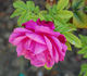 La Mélusine rose photo