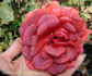 El Cid rose photo