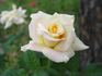 Miyabi rose photo