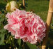 Comtesse de Tuder peony photo