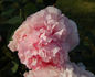 Comtesse de Tuder peony photo