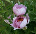 Fen He 粉荷 peony photo