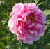 Jacqueline Farvacques peony photo
