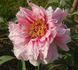 Jacqueline Farvacques peony photo