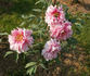 Jacqueline Farvacques peony photo