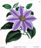 Fairy Queen clematis photo