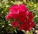 Excellens rose photo