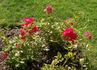 Excellens rose photo