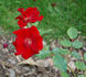 Graves de Vayres ® rose photo
