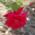 Belle d'Orléans rose photo