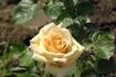 Diana rose photo