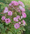 Maman Turbat rose photo