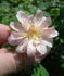 AMCXALM rose photo