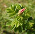 Le Cid rose photo