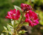 Flamboyant rose photo