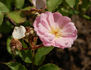 Lonette Chenault rose photo