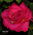 Brooks' Red rose photo
