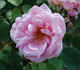 Jeanne Corboeuf rose photo