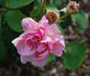 Jeanne Corboeuf rose photo