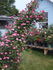 Kristin, Cl. ™ rose photo