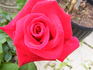 Blake Hedrick rose photo