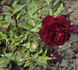 Felix Laporte rose photo