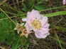 John Allan rose photo