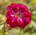Rudelsburg rose photo