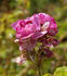 Rudelsburg rose photo
