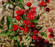 Fireglow rose photo