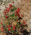 Fireglow rose photo