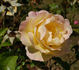 Gideux rose photo