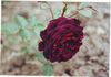 Felix Laporte rose photo