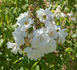 Lady Scarman ® rose photo