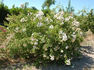 Lady Scarman ® rose photo
