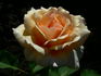 Triolet rose photo