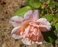 Opaline rose photo