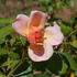 Opaline rose photo