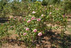 Opaline rose photo
