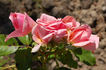 Daniel Gelin rose photo
