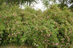 <i>Rosa palustris</i> var. <i>nuttalliana</i> hort. ex Rehder rose photo