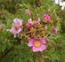 <i>Rosa palustris</i> var. <i>nuttalliana</i> hort. ex Rehder rose photo