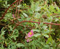 <i>Rosa palustris</i> var. <i>nuttalliana</i> hort. ex Rehder rose photo