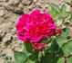 Ernest Morel rose photo