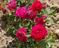 Duc de Bragance rose photo