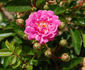 Paul Délépine rose photo