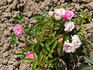 Paul Délépine rose photo