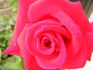 Blake Hedrick rose photo
