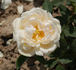 Léon Robichon rose photo